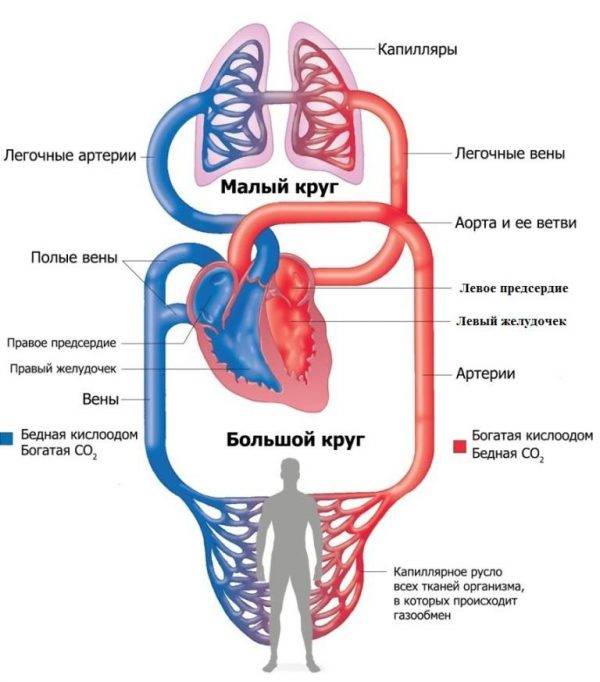 Схема кровообращения Круги кровообращения