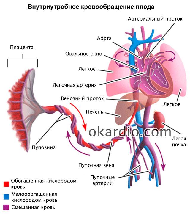 система кровообращения плода