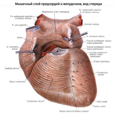 Миокард Что такое миокард