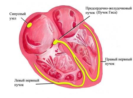 Схематическое изображение сердца: синусный узел, пучок Гиса, левый и правый нервные пучки