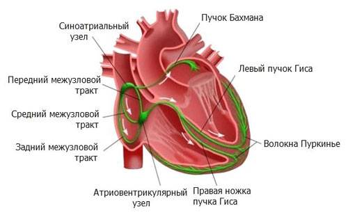 Неполная блокада правой ножки пучка Гиса