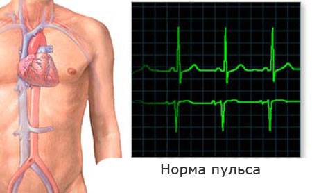 пульс норма