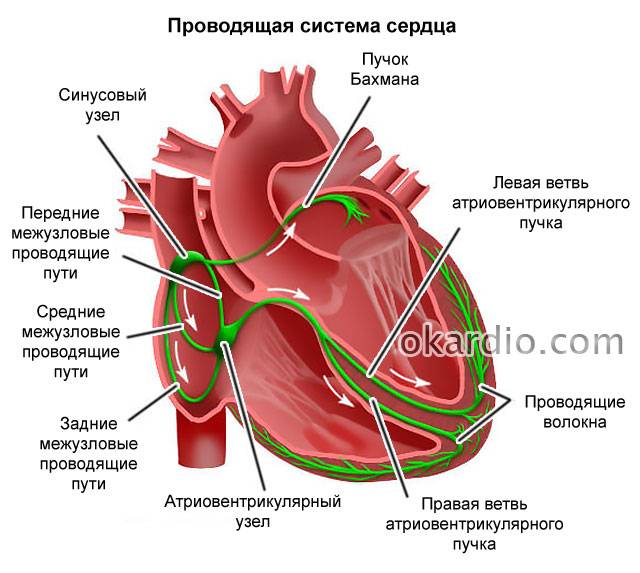 проводящая система сердца