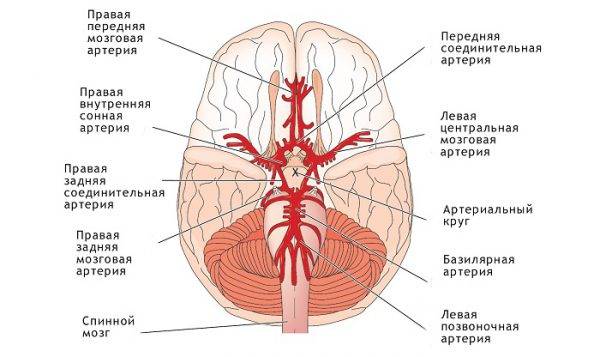 Сосуды головного мозга