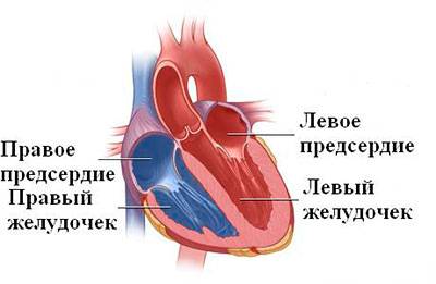 где находится левый желудочок сердца где находится левый желудочок сердца