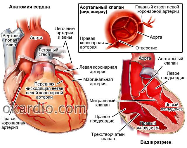 анатомия сердца