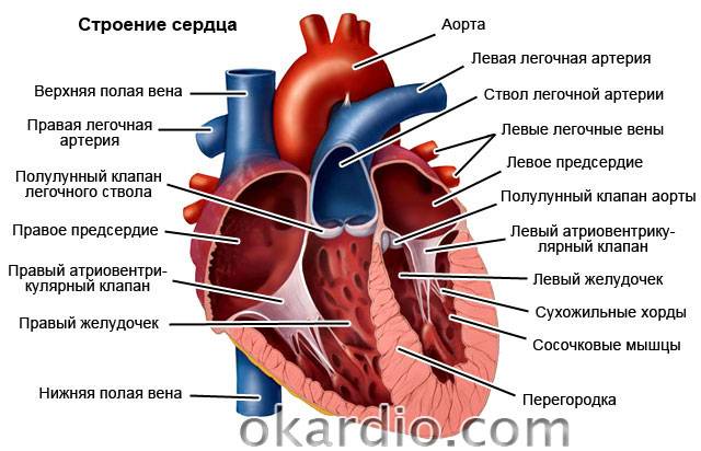 строение сердца
