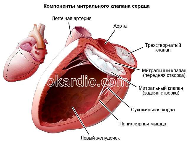 строение митрального клапана