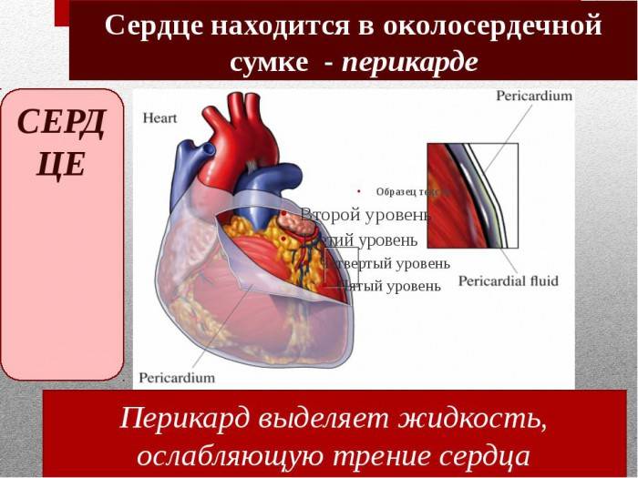 Жидкость в перикарде