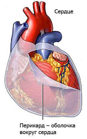 перикард