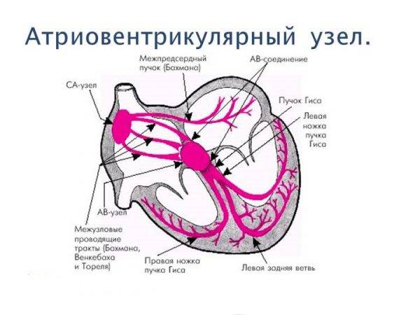 Механизм нарушения сердечного ритма