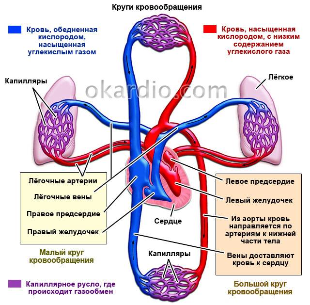 круги кровообращения