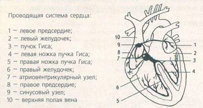 Аритмия-narmedzona.ru Проводящая система сердца