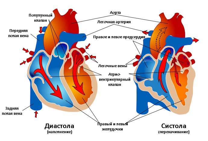systola-and-diastola