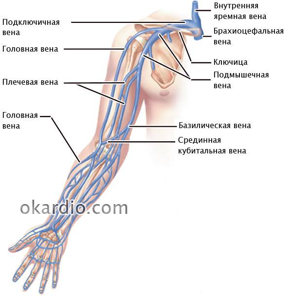 вены руки