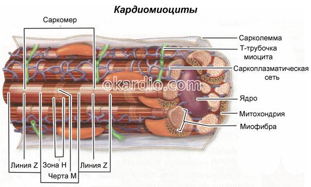 строение кардиомиоцитов