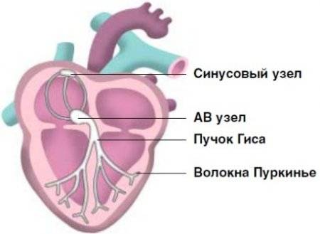 Синусовый узел на схеме приводящей системы сердца