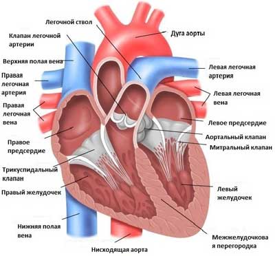 строение сердца