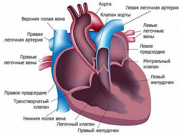 Симптомы стенокардии сердца у женщин