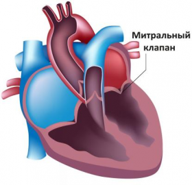 Сердце