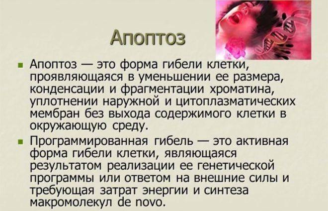 Что такое апоптоз
