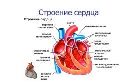 Строение сердца