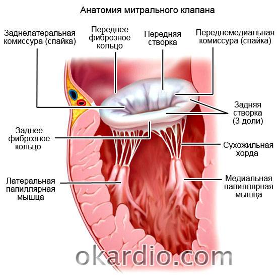 анатомия митрального клапана