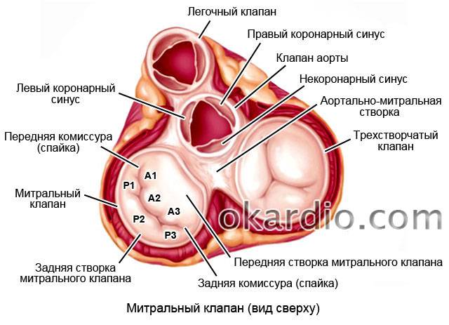 митральный клапан