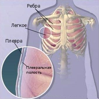 плевральная полость