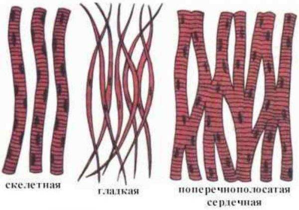 Поперечно-полосатая сердечная ткань Виды мышечной ткани