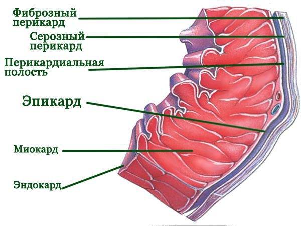 Эпикард