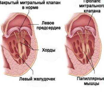 желудочки сердца желудочки сердца
