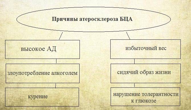 Причины и патогенез развития атеросклероза брахиоцефальных артерий
