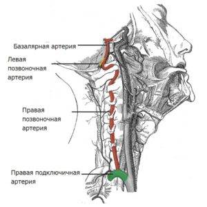 Строение артерий