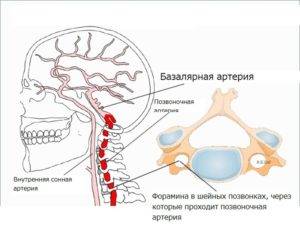 Базилярная и Позвоночные артерии, строение