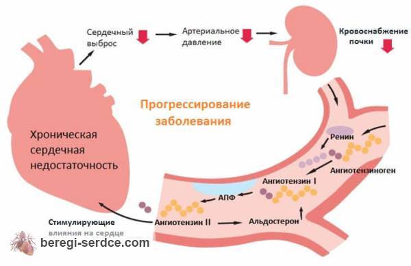 Развитие хронической сердечной недостаточности Развитие хронической сердечной недостаточности
