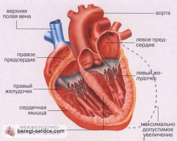 Левожелудочковая хроническая сердечная недостаточность Левожелудочковая хроническая сердечная недостаточность
