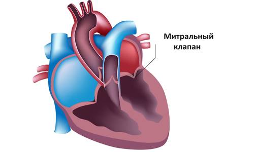 Расположение митрального клапана