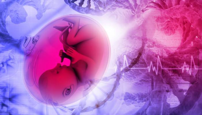 Human fetus