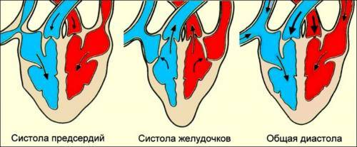 Сокращение сердца Сокращение сердца