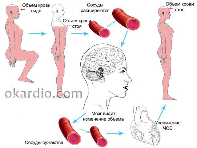 механизм изменения объема крови при вставании человека