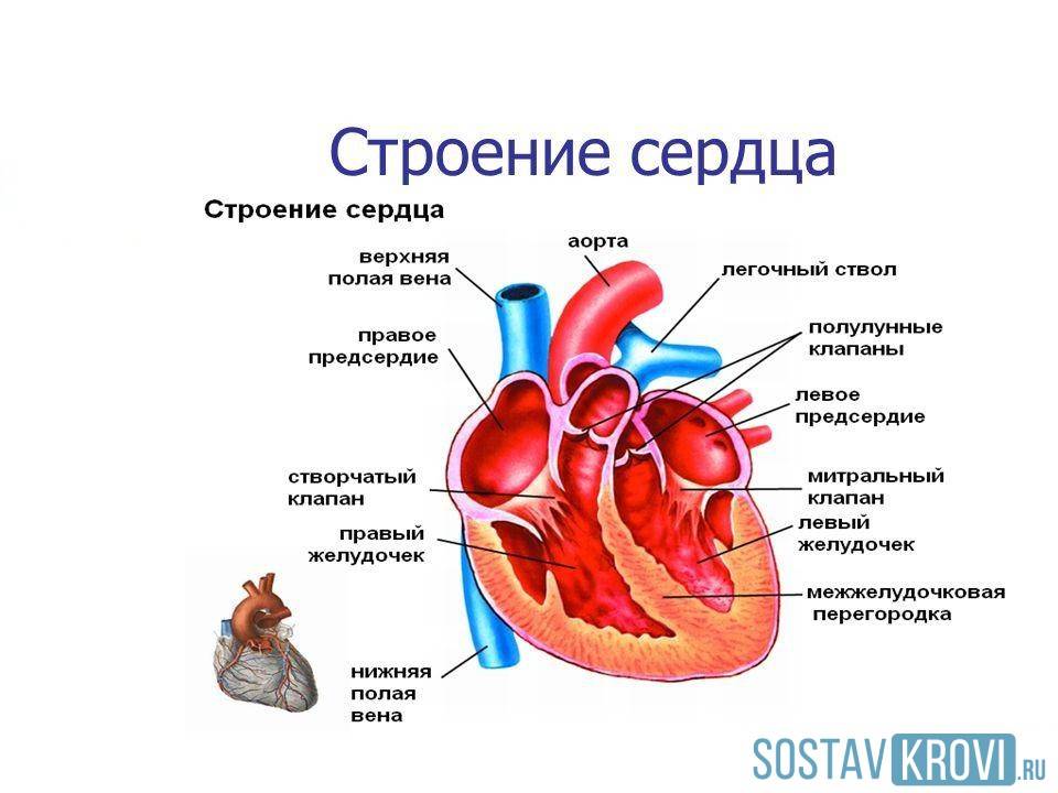 Отделы сердца