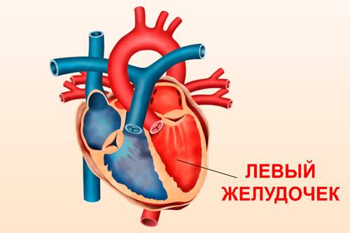 Левый желудочек