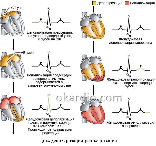 сердечный цикл деполяризации-реполяризации