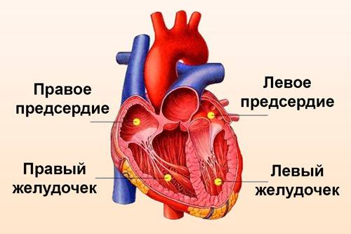 Отделы сердца