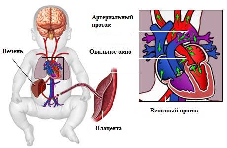 Кровообращение плода