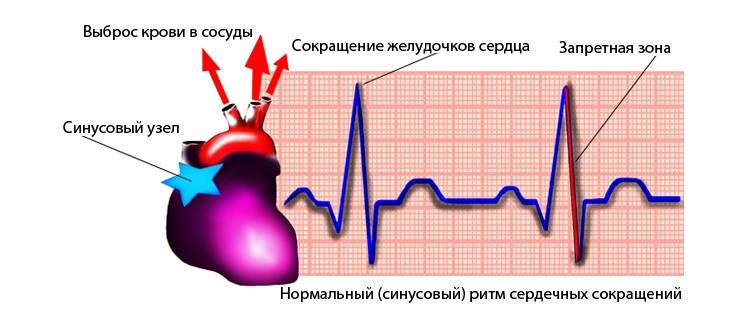 Нормальные значения ритма и его анатомия