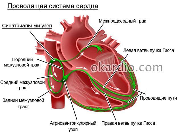 проводящая система сердца