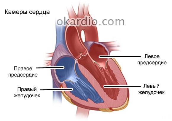 камеры сердца