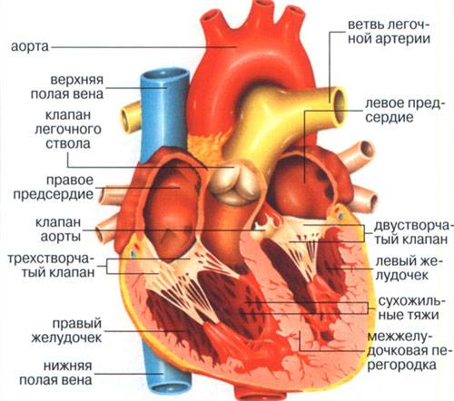 Схема строения сердца